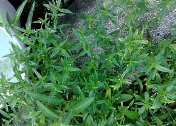 青草水是什么样的