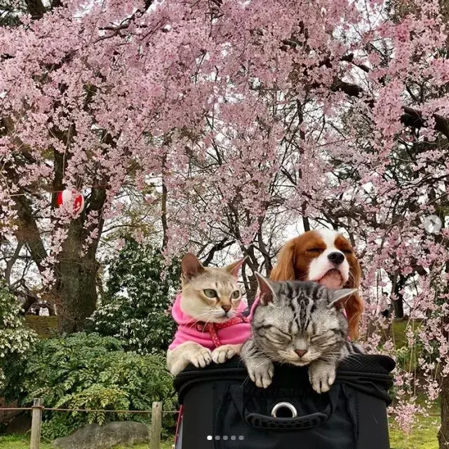 对话 | 猫狗双全,了解一下 - 知乎