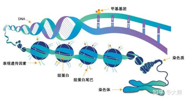 DNA与基因结构:从分子基础到表观调控 - 知乎