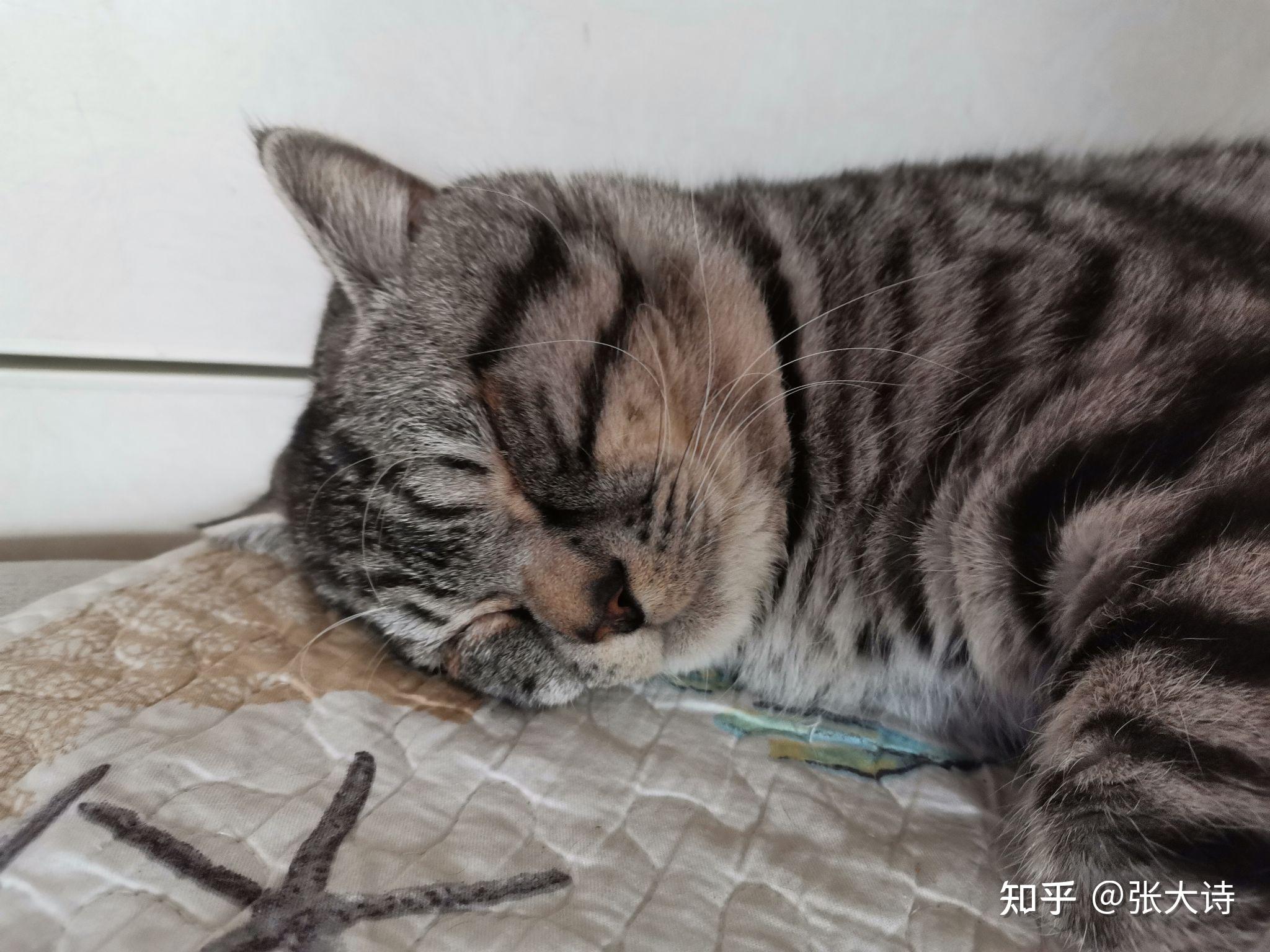 公猫发情期会有哪些异常行为? - 知乎