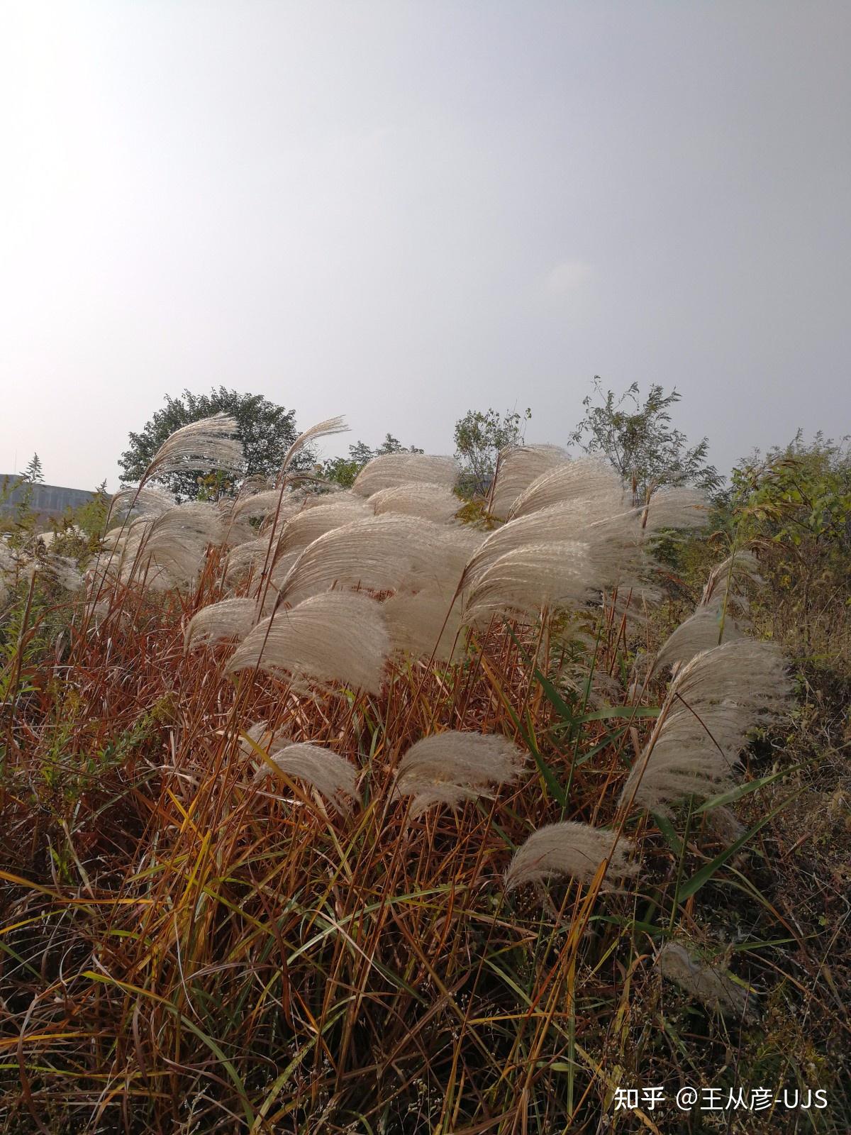 荻花何须秋瑟瑟——荻 - 知乎