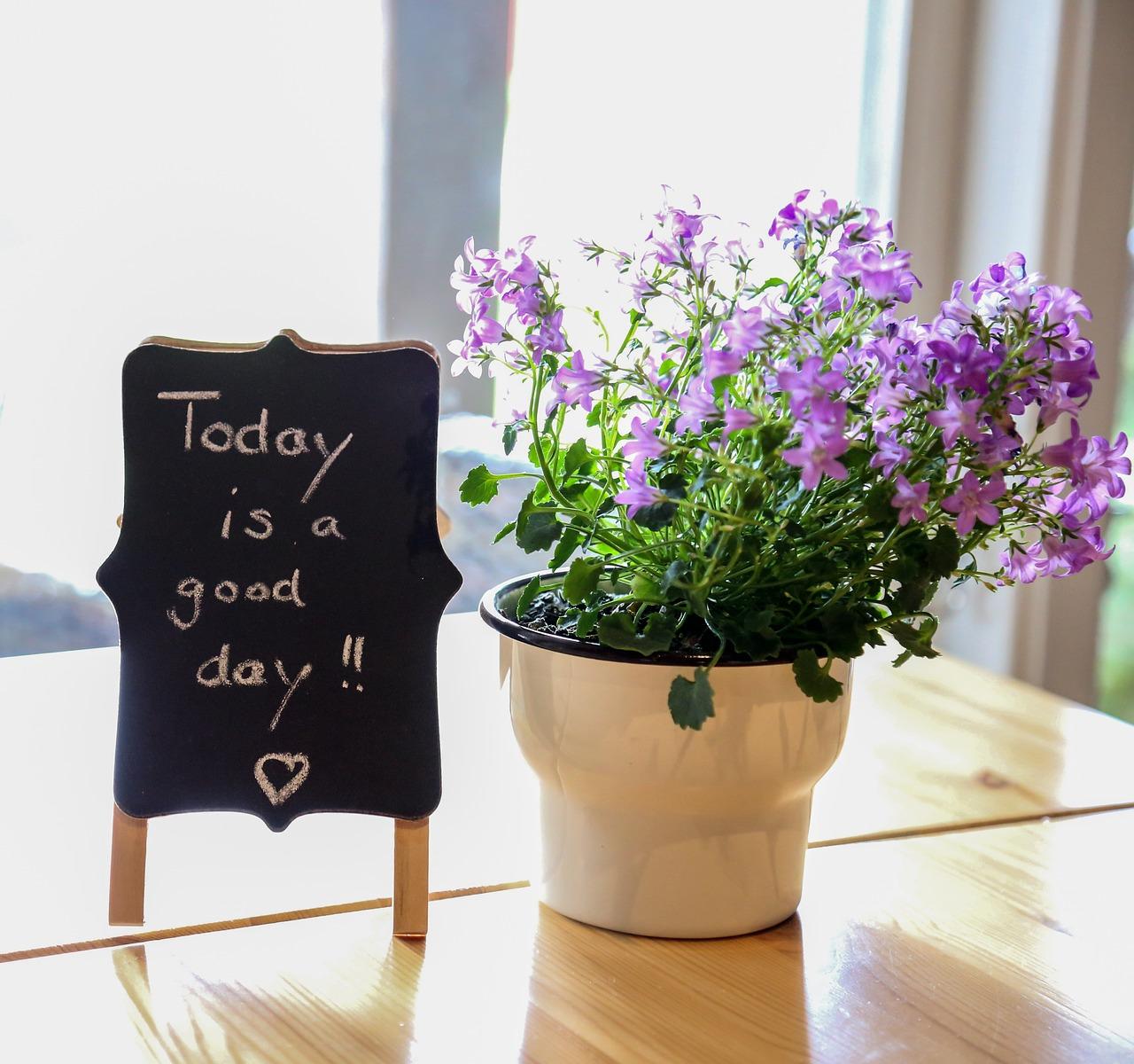 公司摆什么花卉