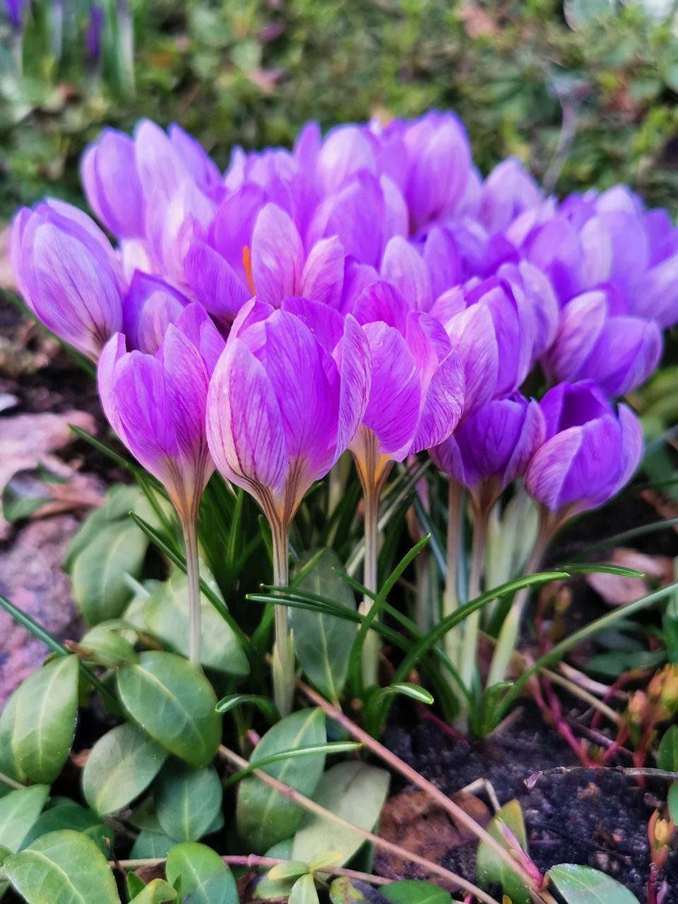 4. 根部浇水技巧