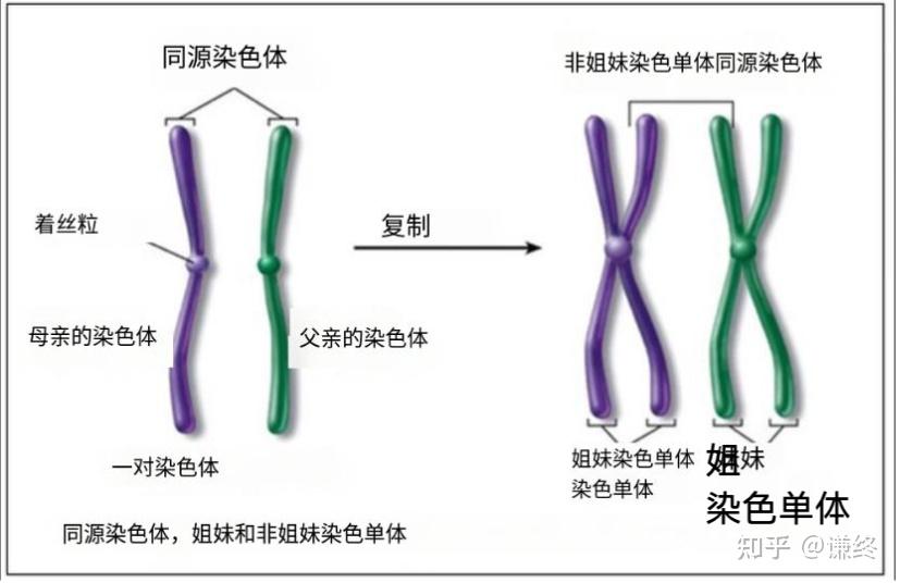 染色体与染色单体区分图片