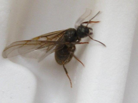 这种带翅膀的黑蚂蚁是什么