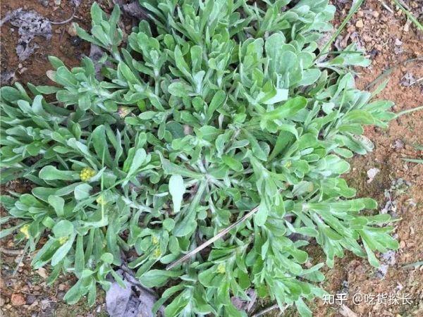 有哪些可食用的野菜