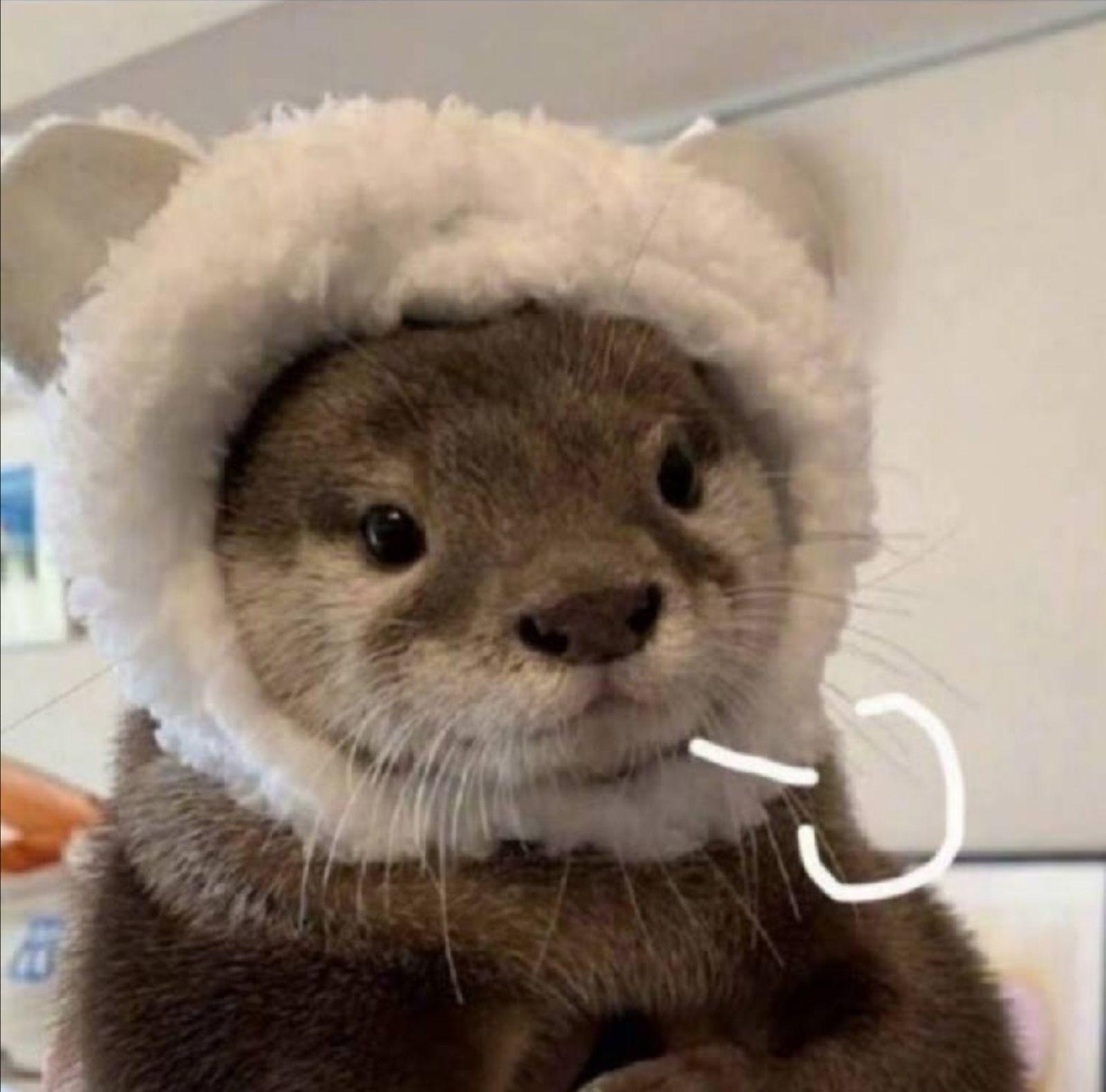 有这个水獭表情包吗? - 知乎