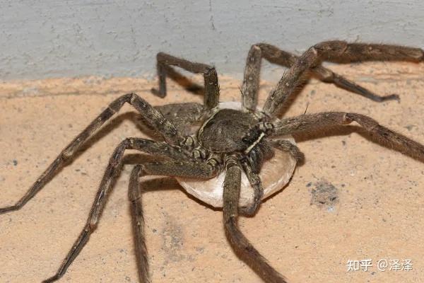 各位大佬,南方一种会在室内出现的黑色腿很长的蜘蛛是什么品种啊,还挺