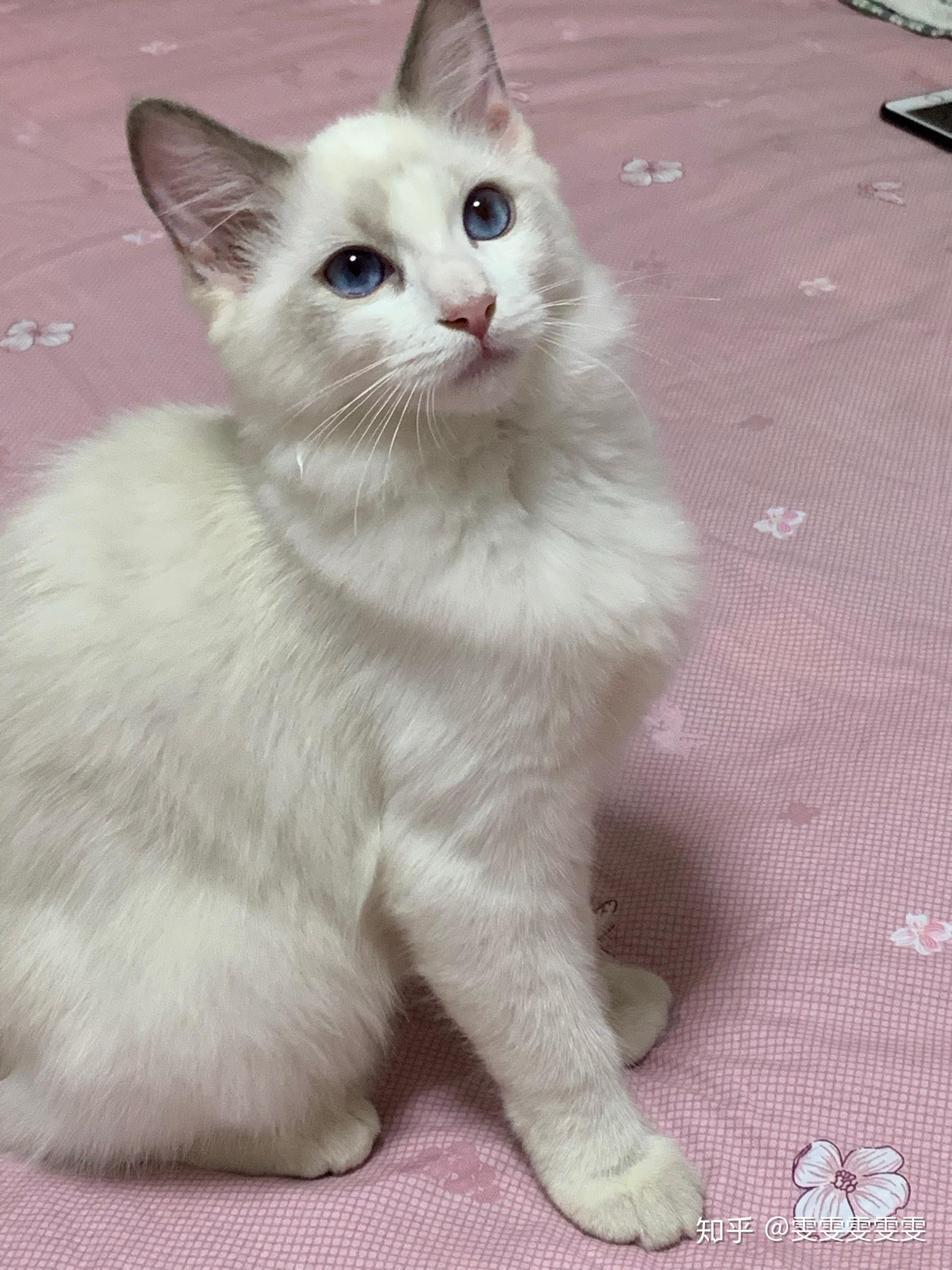 布偶小时候尖嘴猴腮,长大会变好看吗?