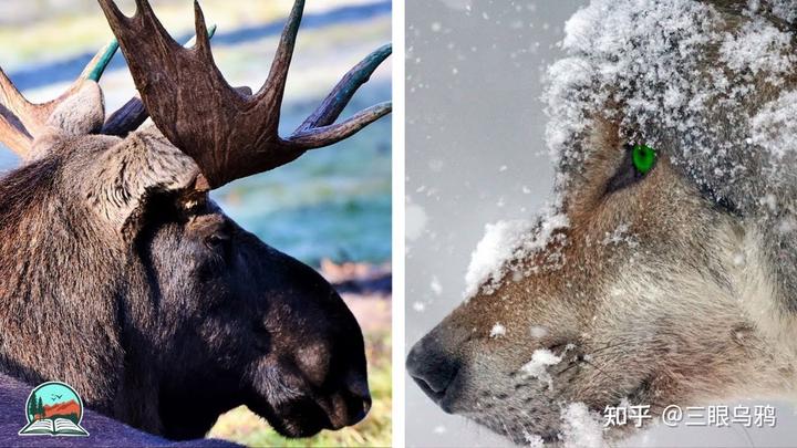 如果将 20 只狼和 500 只鹿放进同一孤岛，最后谁能活下来？