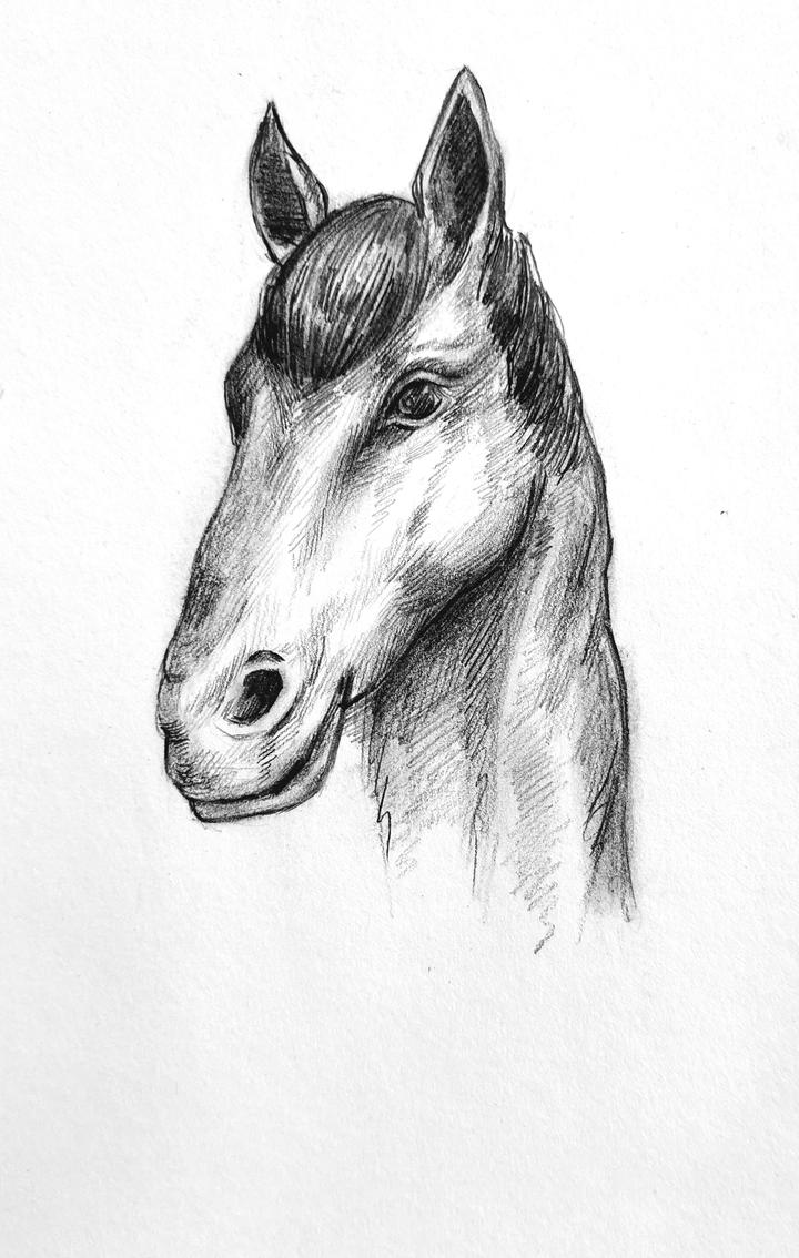 【速写马儿】临摹步骤图教程