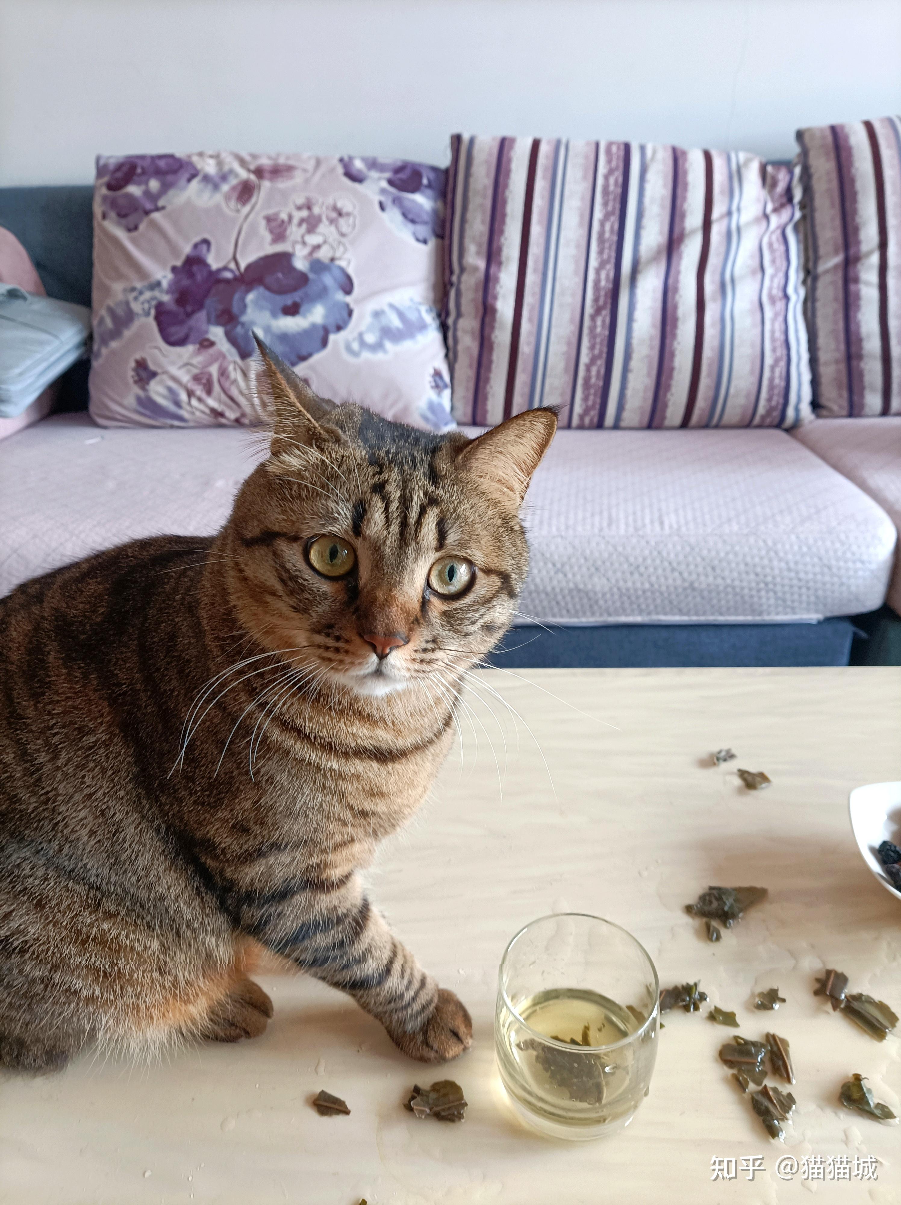养猫如果不听话了,可以打吗? - 知乎