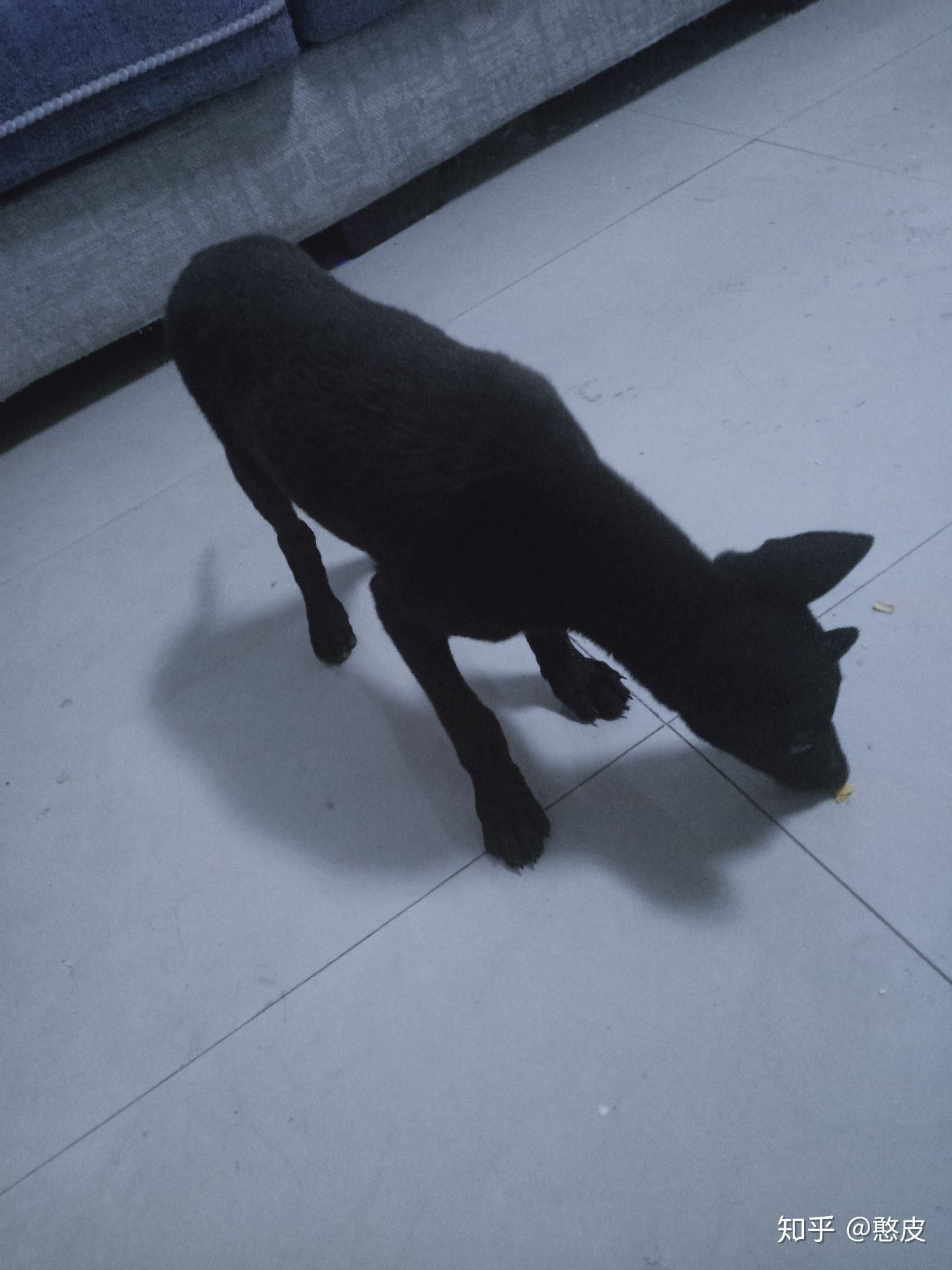 请问全身黑只有胸口一小戳白毛的是什么狗?谢谢