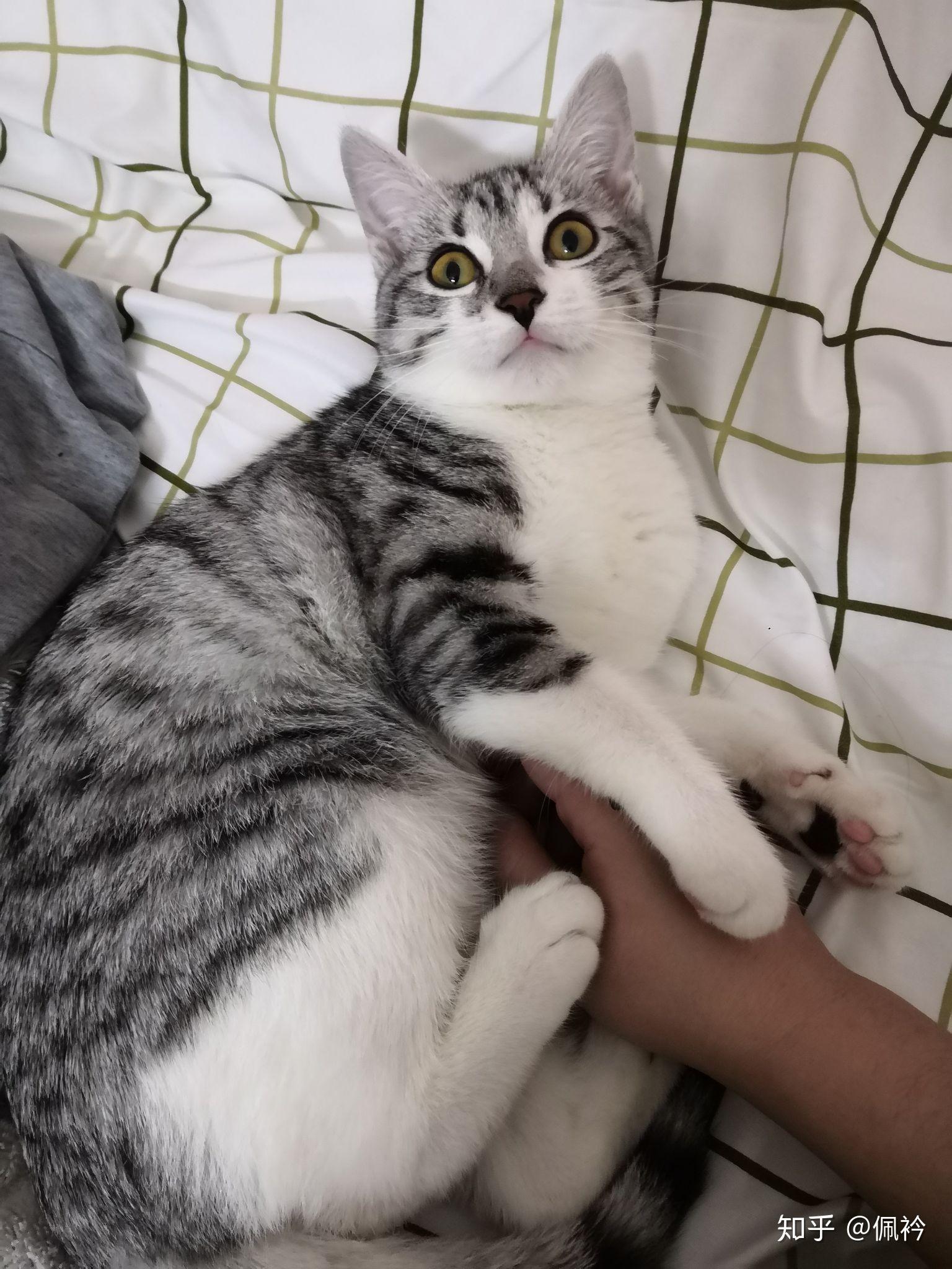 美短和暹罗的宝宝会是什么样 我好好奇啊? - 知乎