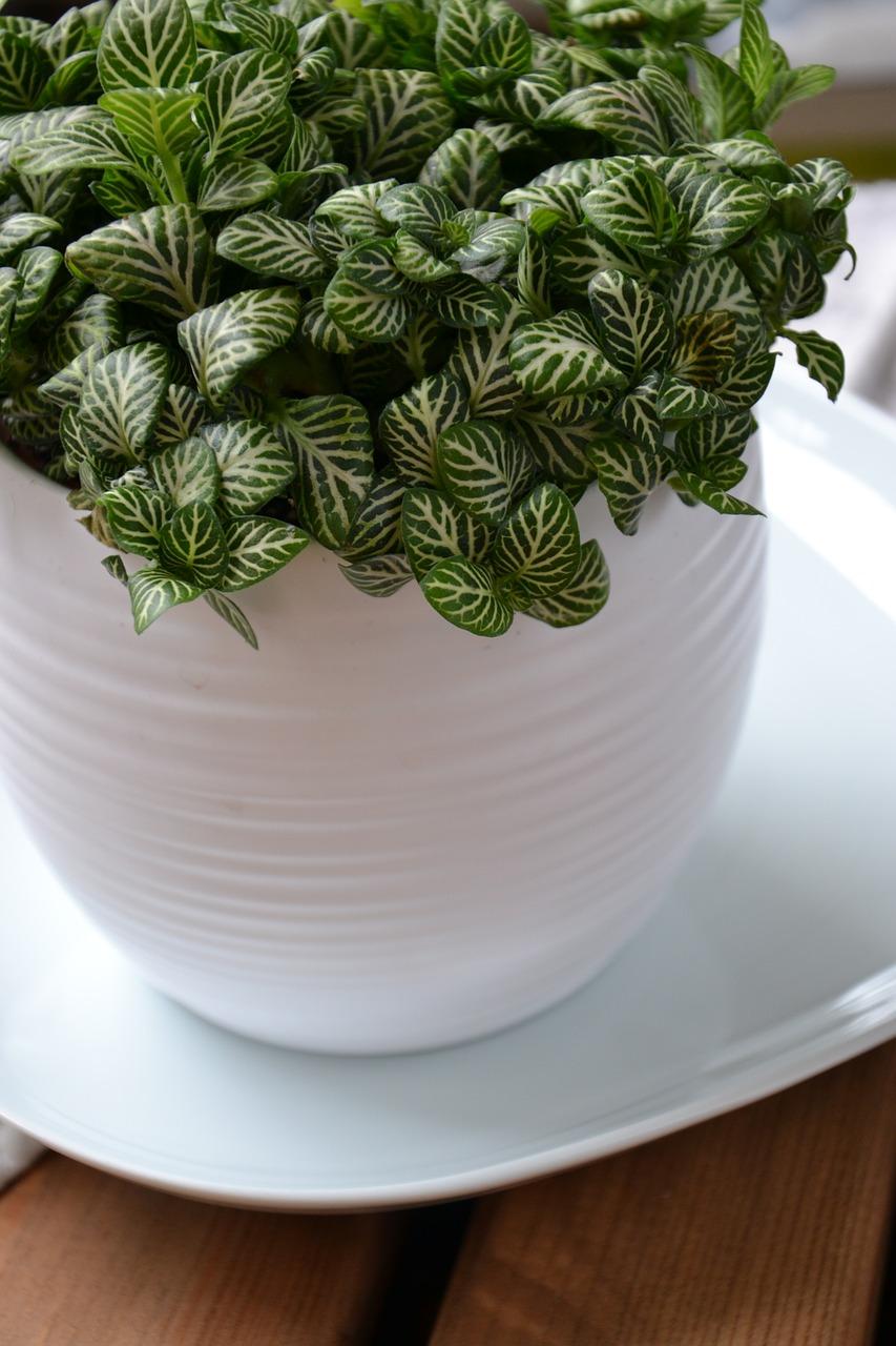 豆瓣绿病虫害防治