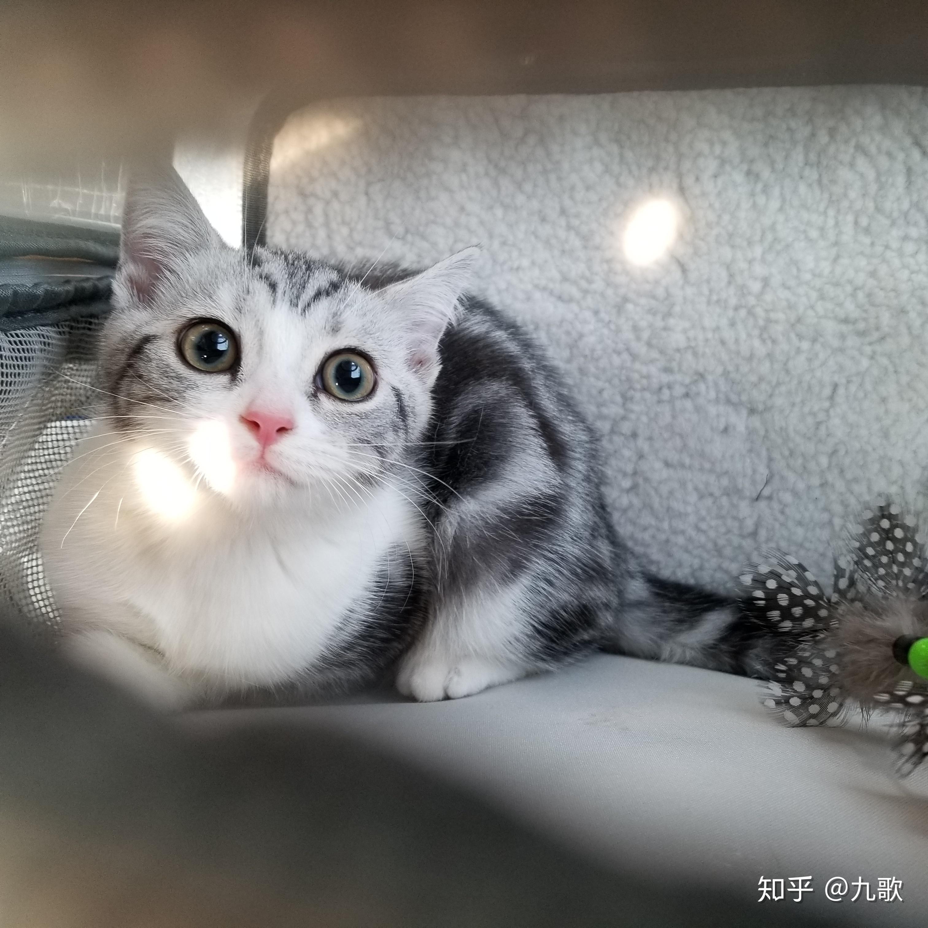 你们的美短起司三个月和五个月眼睛是什么颜色的呀