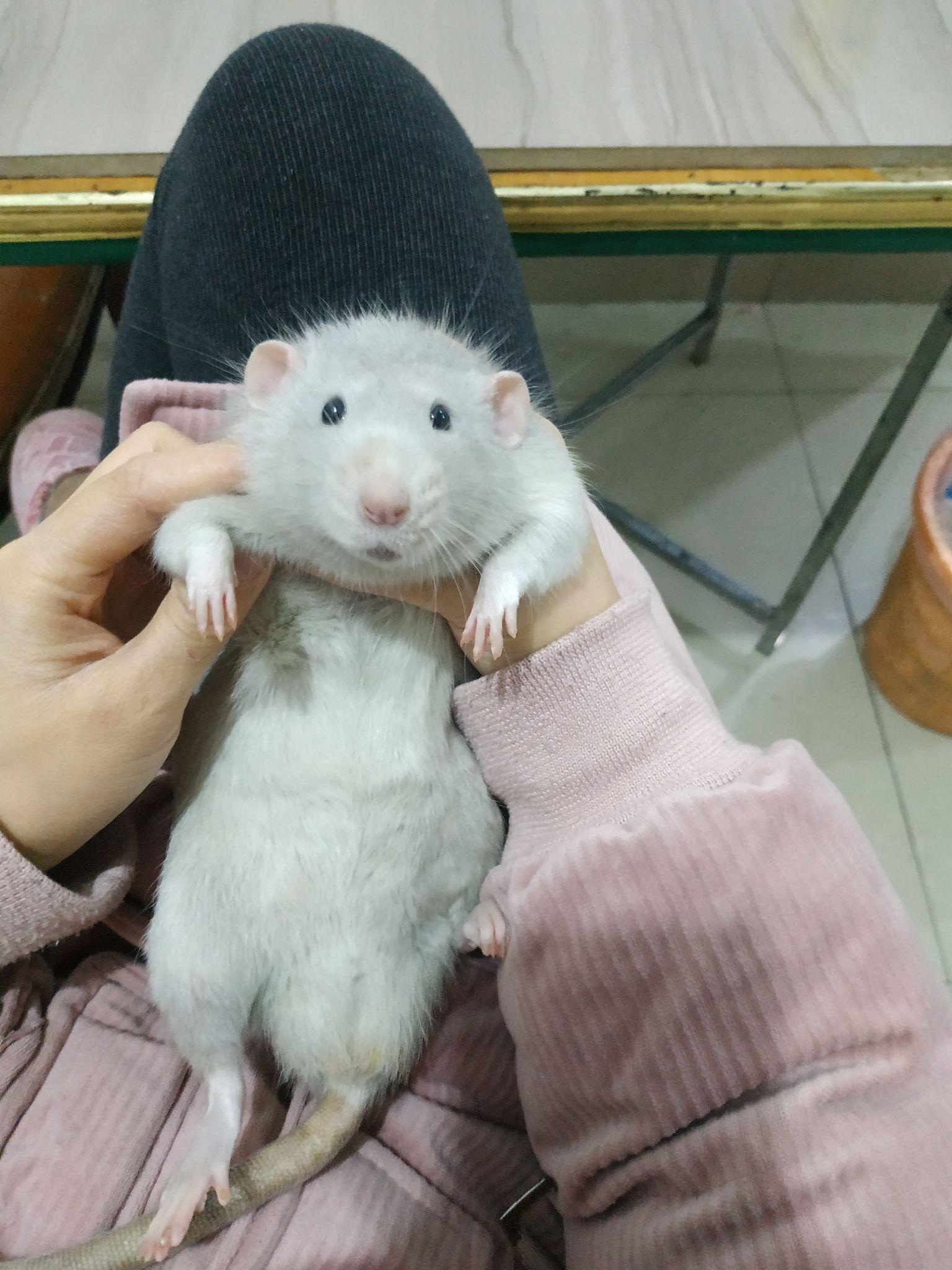 可以看看你们的花枝鼠吗 知乎
