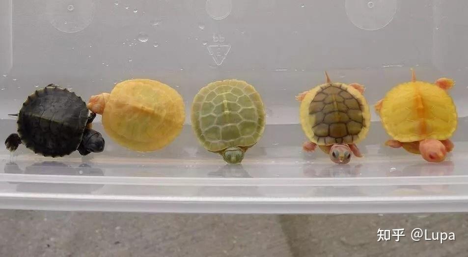 按价格排序常见观赏龟类推荐（水龟篇） - 知乎