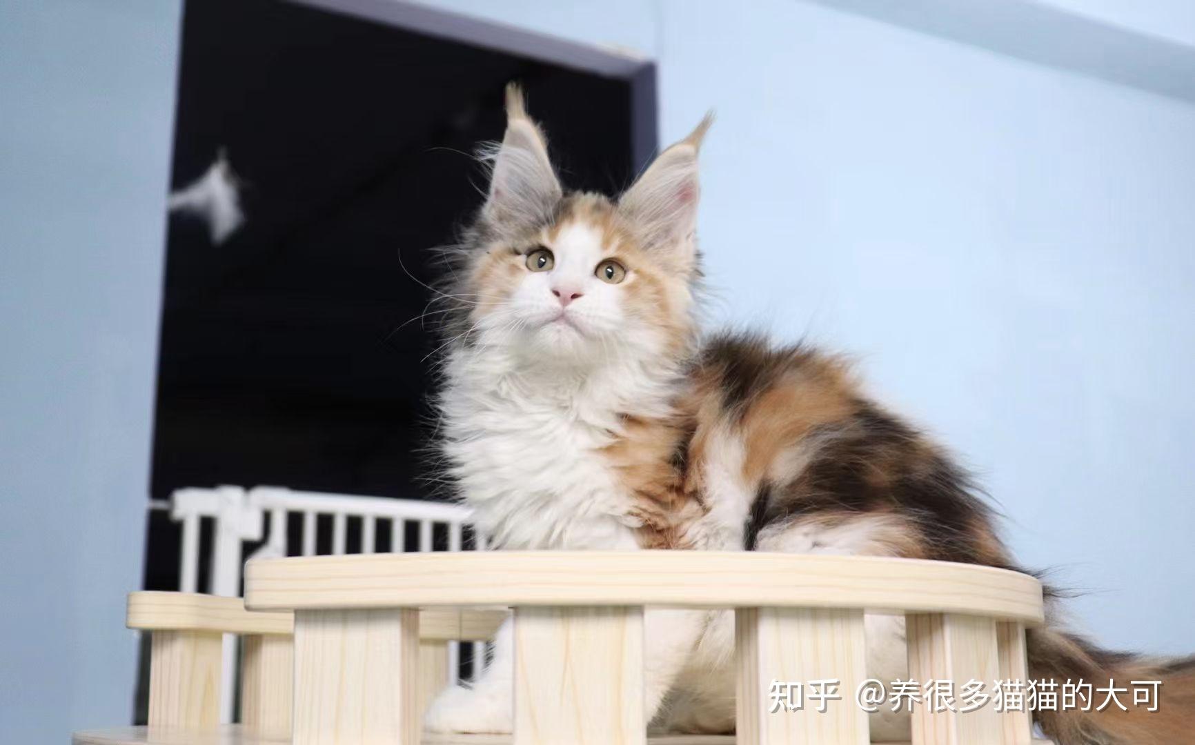 好看的三花色缅因猫长什么样? - 知乎