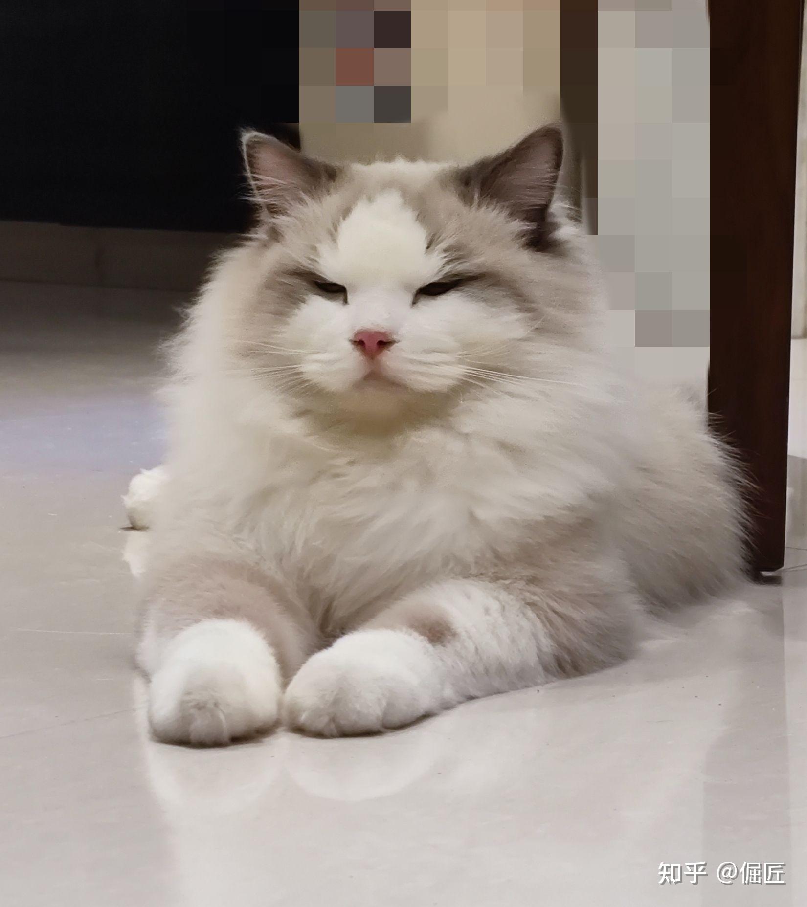 请问这只布偶开脸会对称嘛
