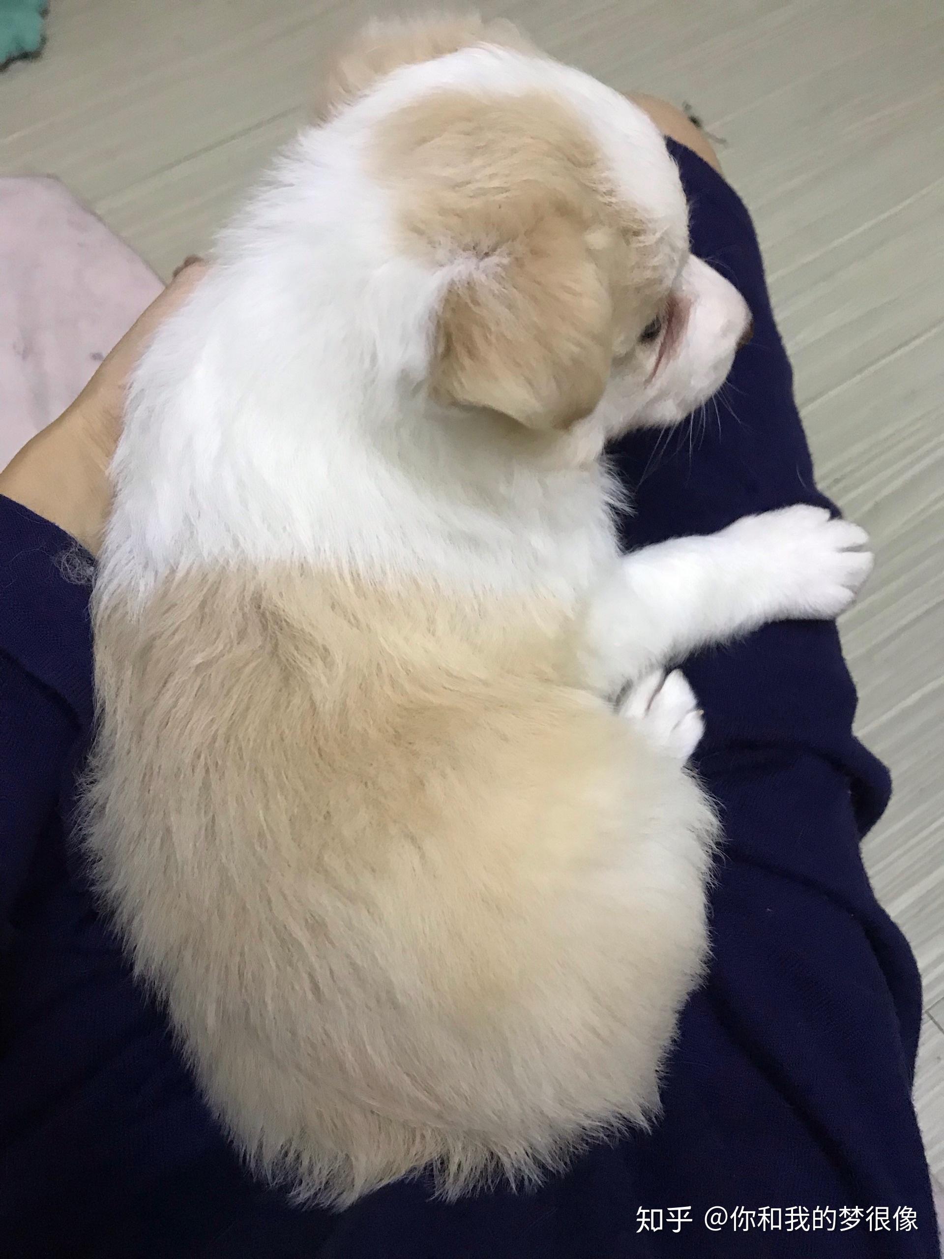 请问这个是金色边牧还是串串