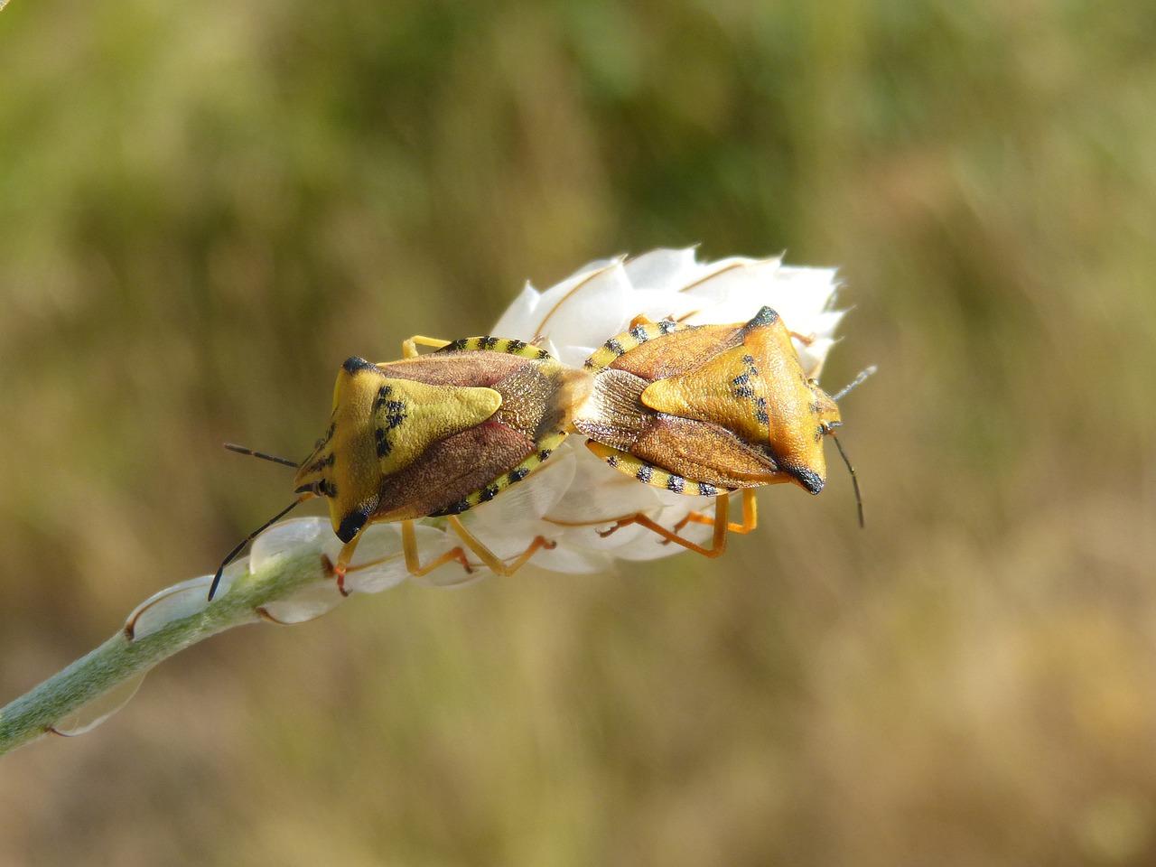 3. 动植物性别辨识