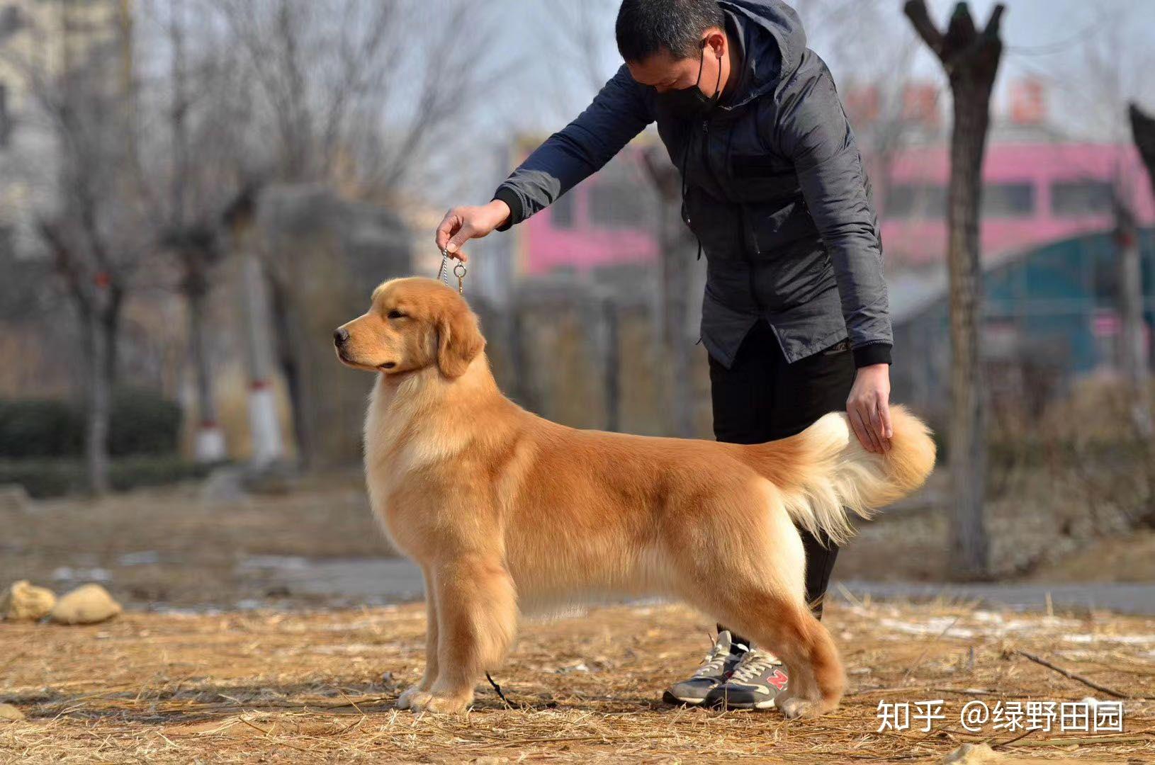 血统金毛到底比普通金毛好在哪