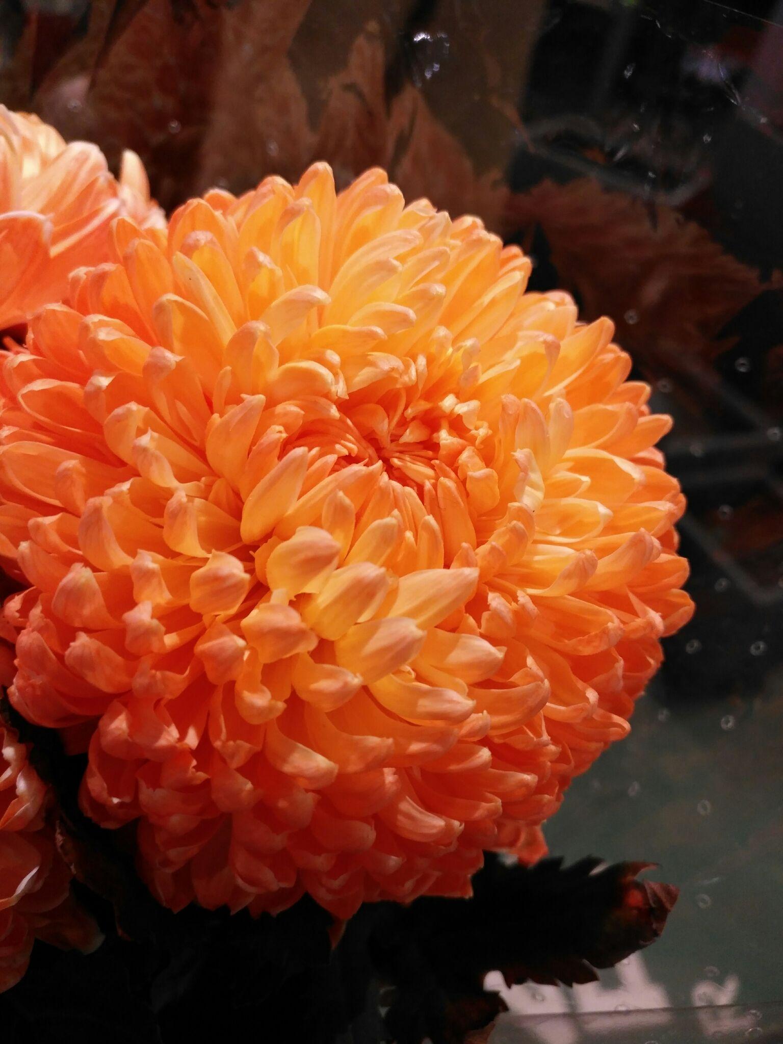 球状的菊花叫什么名字? - 知乎