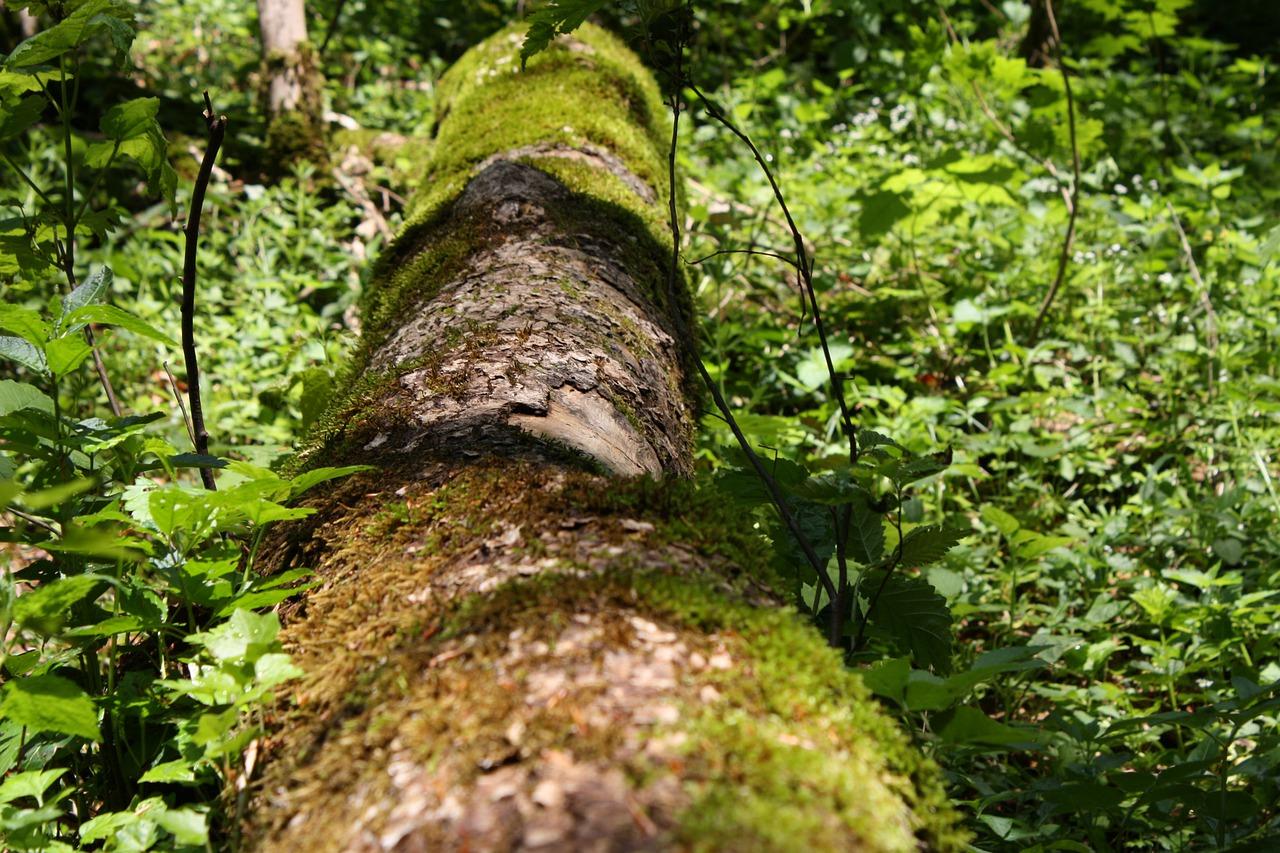 2. 金松柏籍贯探秘