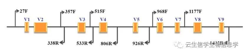 16s R 什么是16S核糖体RNA(16SrRNA)基因测序技术? - 知乎