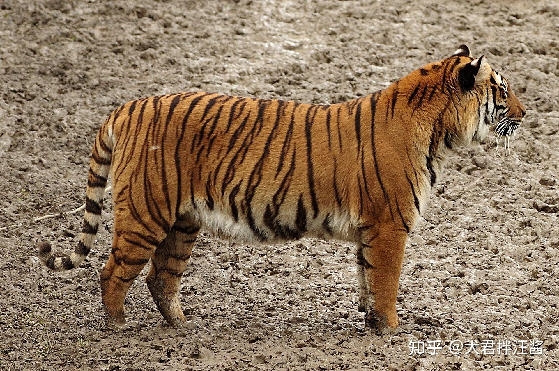 野生东北虎数量升至55只，外媒：中国大猫回来了
