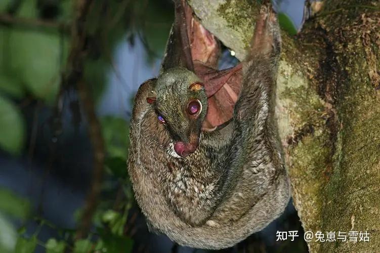 中国古代猫经赏析（不断更新） - 知乎