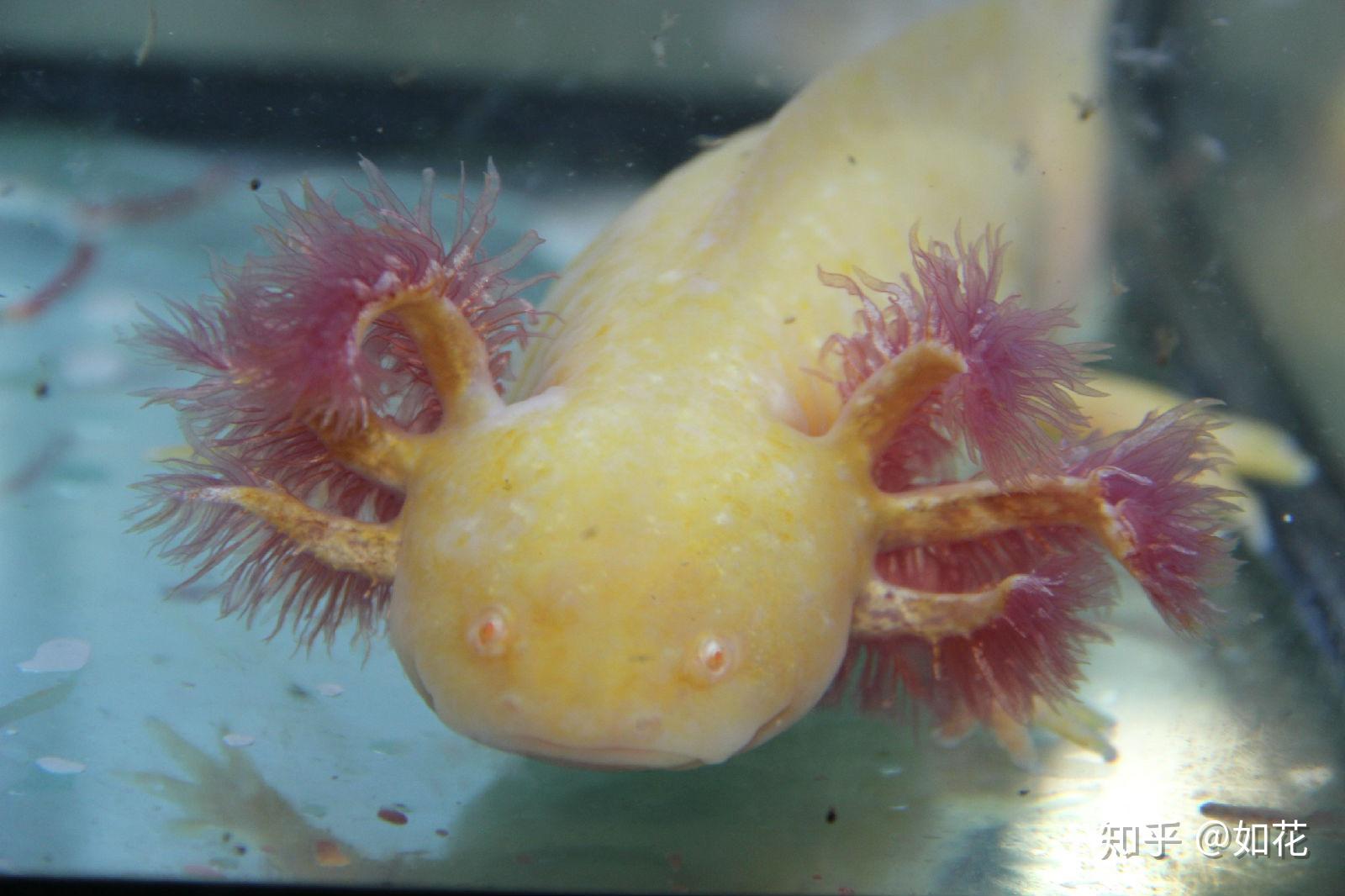 六角恐龙(蝾螈)怎么饲养?有什么要注意的吗? - 知乎