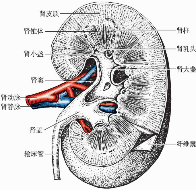 肾近端小管功能的核心执行者——Megalin蛋白 - 知乎