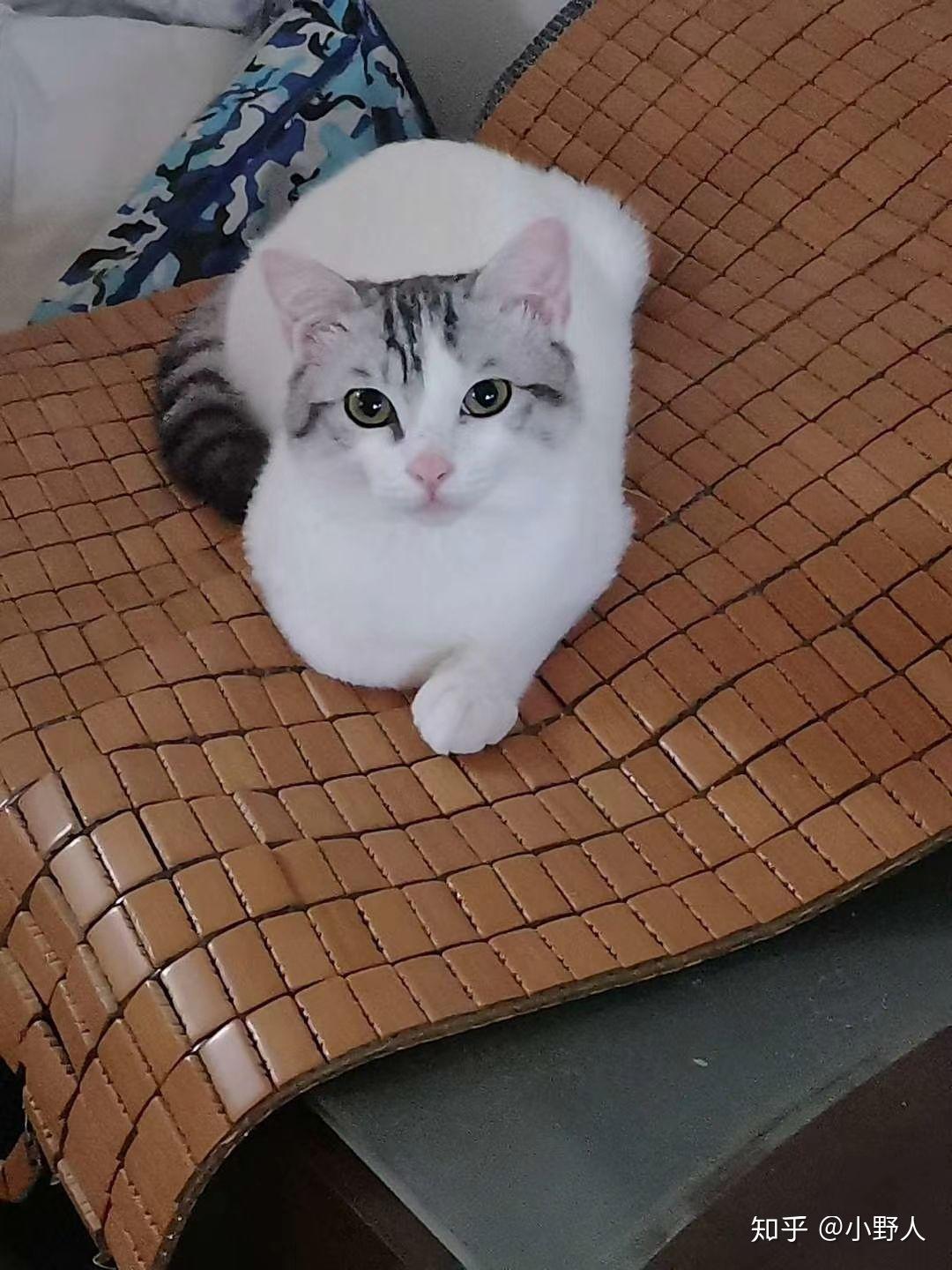 英短和土猫串串的宝宝长大了是什么样? - 知乎