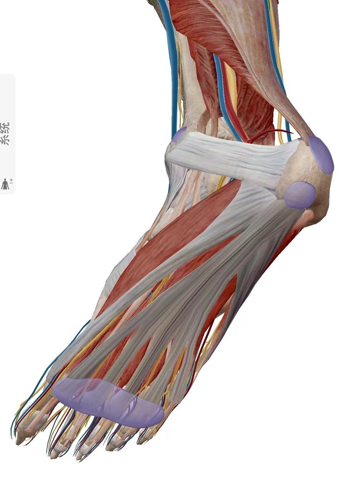 足底筋膜炎的病因,诊断及康复治疗