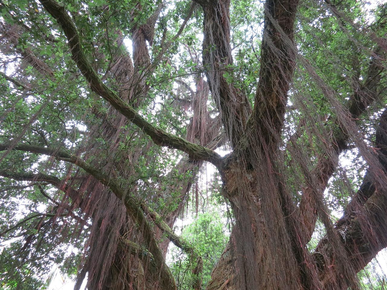 2. 界树特性分析