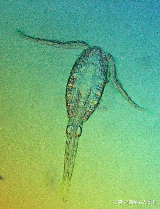 请问剑水蚤生活在淡水还是海水呢?怎么去除呢?