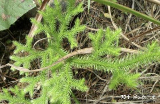 带你识别伸筋草 - 知乎