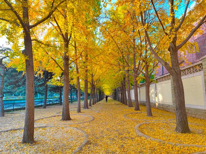 错过等一年的北京银杏大道迎来最佳观赏期你来了吗