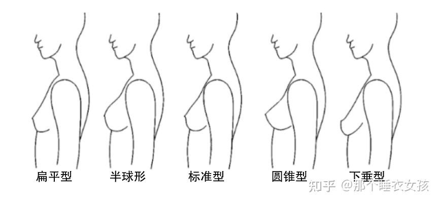 乳房形态种类图片