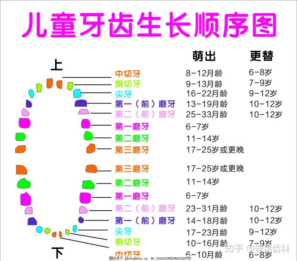 小孩換乳牙有沒有順序