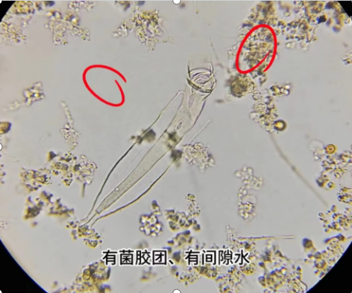 活性污泥微生物图鉴图片