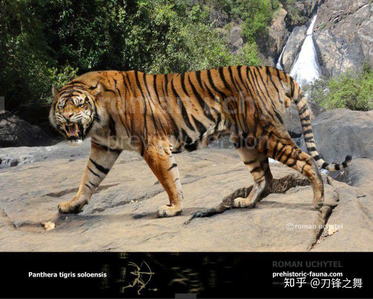 剑齿虎打得过狮子老虎吗?(剑齿虎与狮子体型对比)