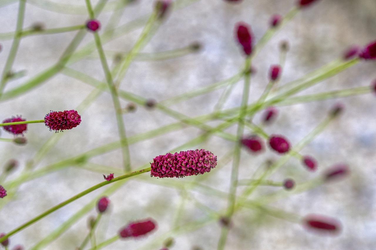 茎长的植物是什么