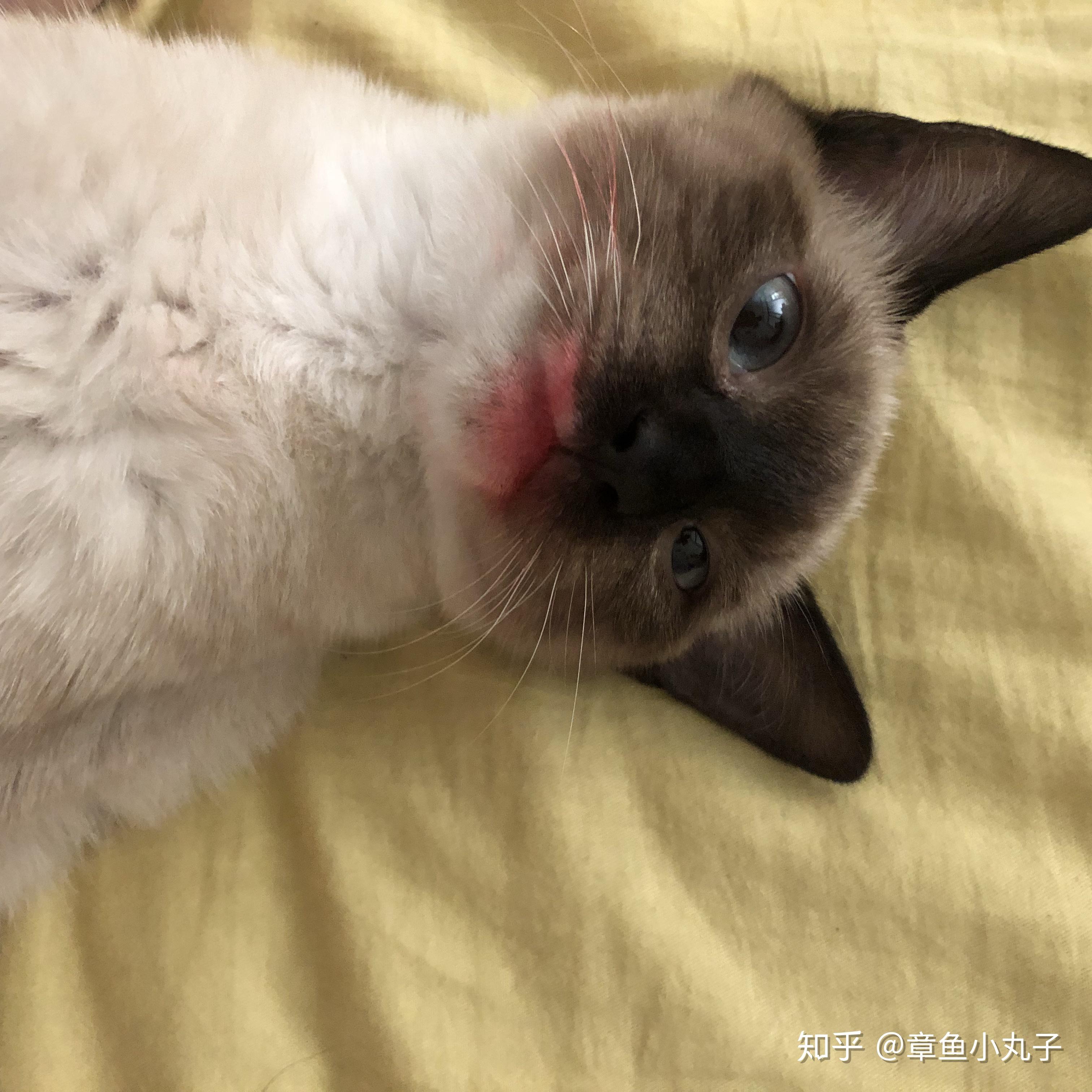 布偶猫能丑到什么程度? - 知乎