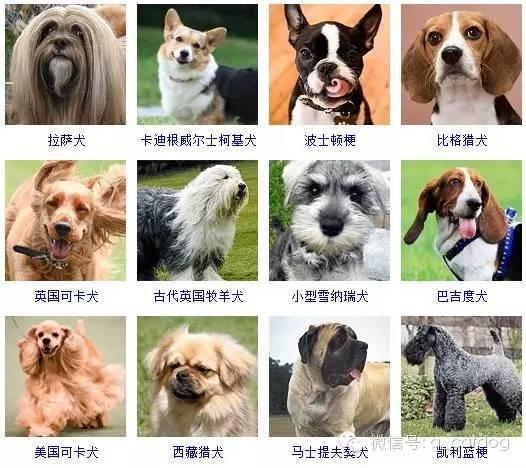 178种狗狗,你认识多少? - 知乎