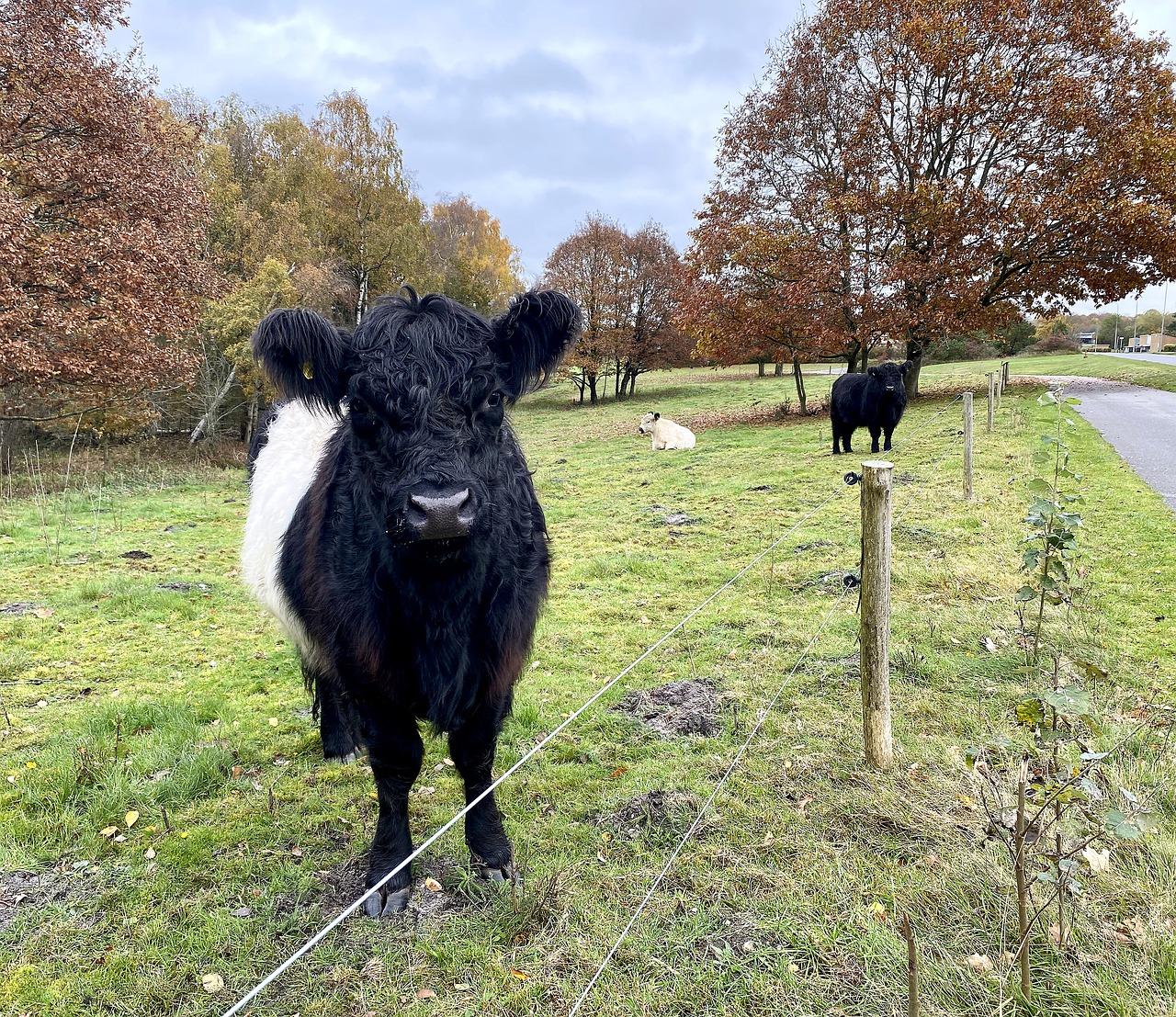 3. 加价房加价上限