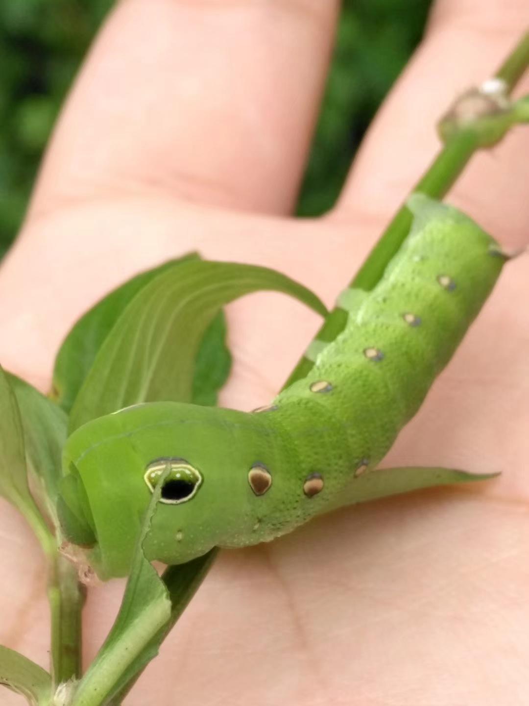 请问这是什么飞蛾的幼虫?