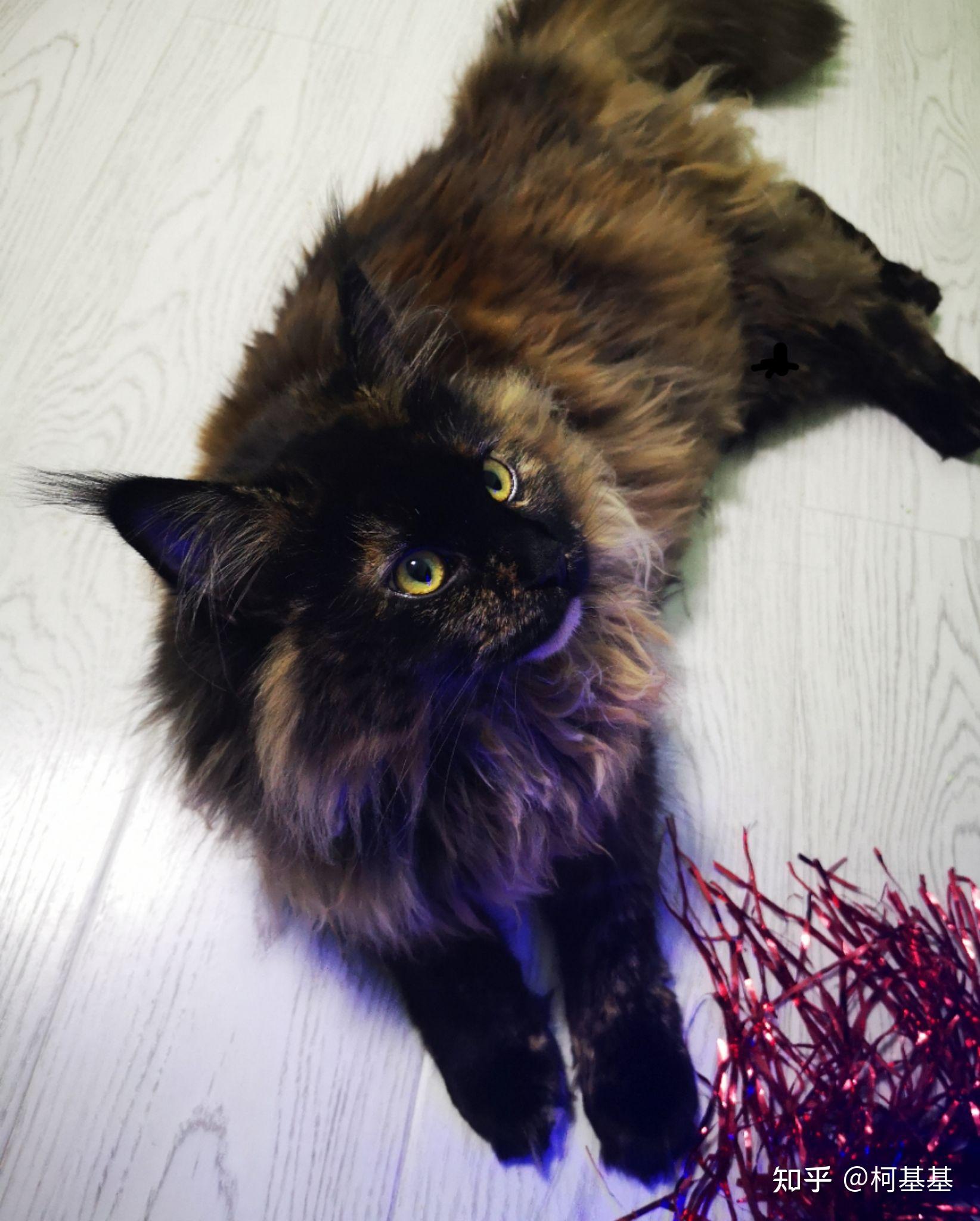 为什么玳瑁猫没人想养? - 知乎